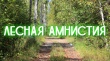 Особенности  «Лесной амнистии»