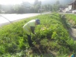 Администрация Кусинского городского поселения продолжает  работы по озеленению территории города