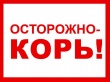 Профилактика кори