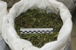 Сотрудниками полиции Кусинского района задержан местный житель за хранение наркотических средств растительного происхождения.