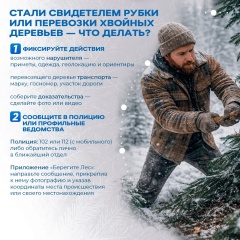 Полиция предупреждает: незаконная рубка хвойных деревьев влечёт ответственность